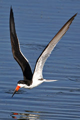 Black Skimmer